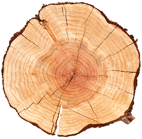 Piece of Oak wood